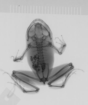 Media type: image;   Herpetology A-20885 Aspect: dorsoventral x-ray
